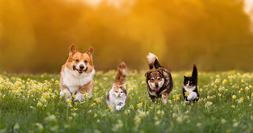 Group of Pets Walking Together Through a Field.
