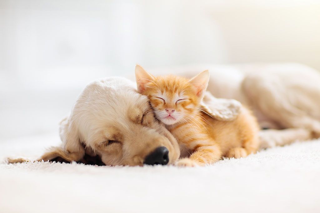 Kitten and Puppy Sleeping Together.