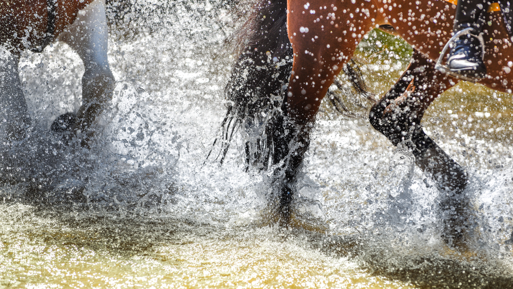 Abstract Action Freeze Frame Horse Ponies.