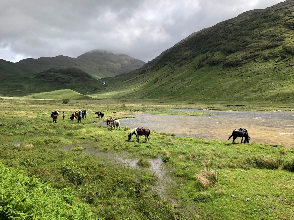 Horses By Highland Hills Scotland.