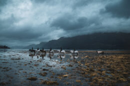 Horse riding holiday in Scotland