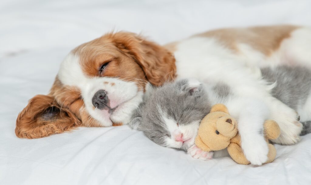 After Zoomies Cavalier King Charles Spaniel Puppy And Kitten Asleep
