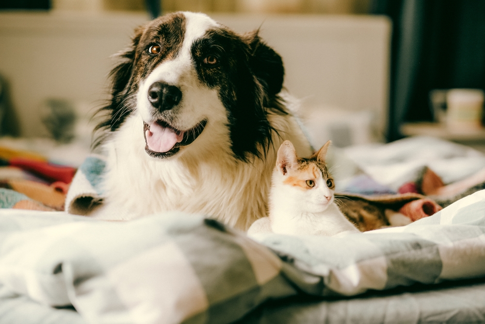 Cute Little Cat Dog Bed Home.
