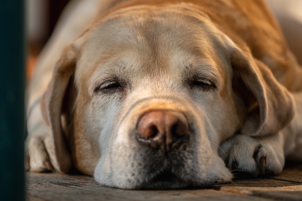 Elderly Labrador Retriever Lying Serenely.