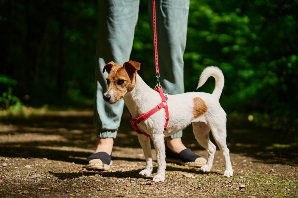 Female Dog Walker Leads Small Jack Russell.