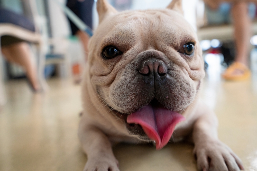 French Bulldog Café.