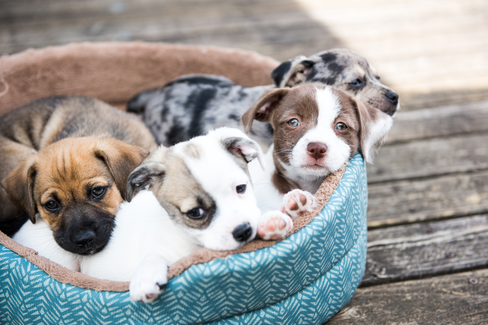 Litter Terrier Mix Puppies In Dog Bed.