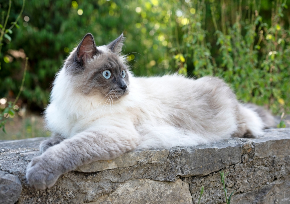 Siberian Cat Front Garden.