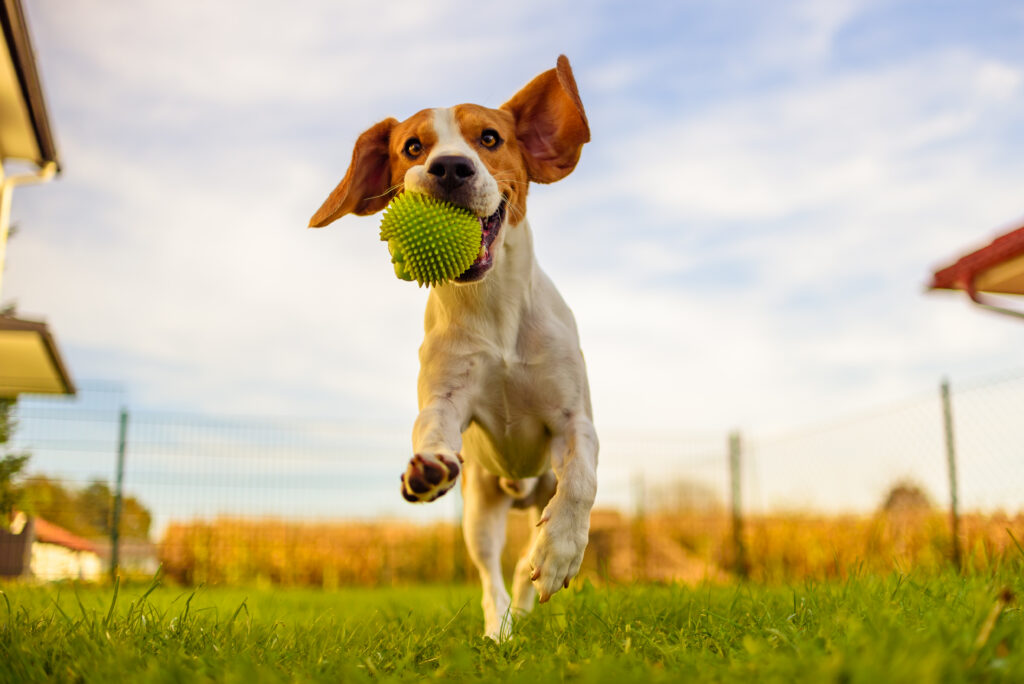 Zoomies Beagle Dog Fun Garden Outdoors Run