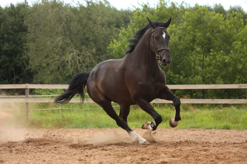 Zoomies Black Horse Galloping Free In Field