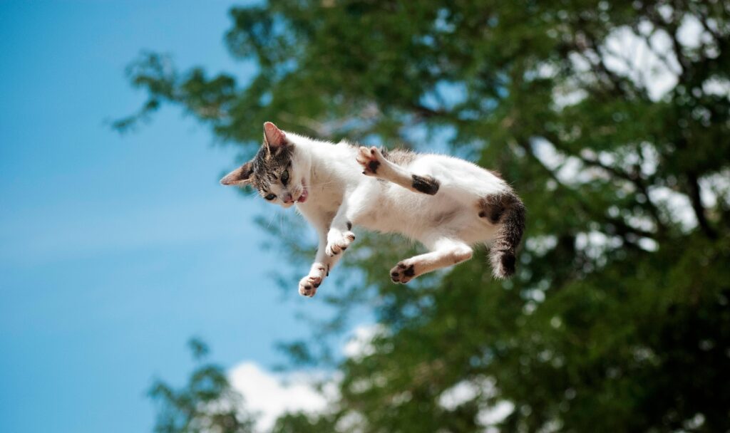 Zoomies Little White Grey Cat Outside