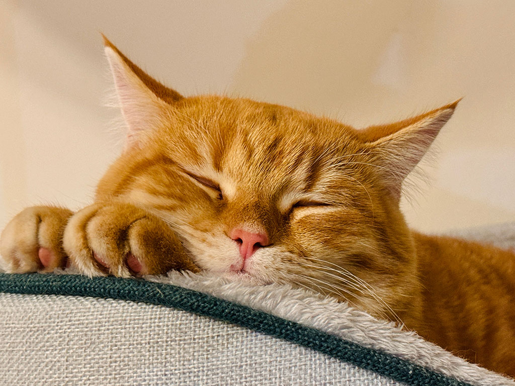 Closeup Ginger Tabby Cat Sleeping