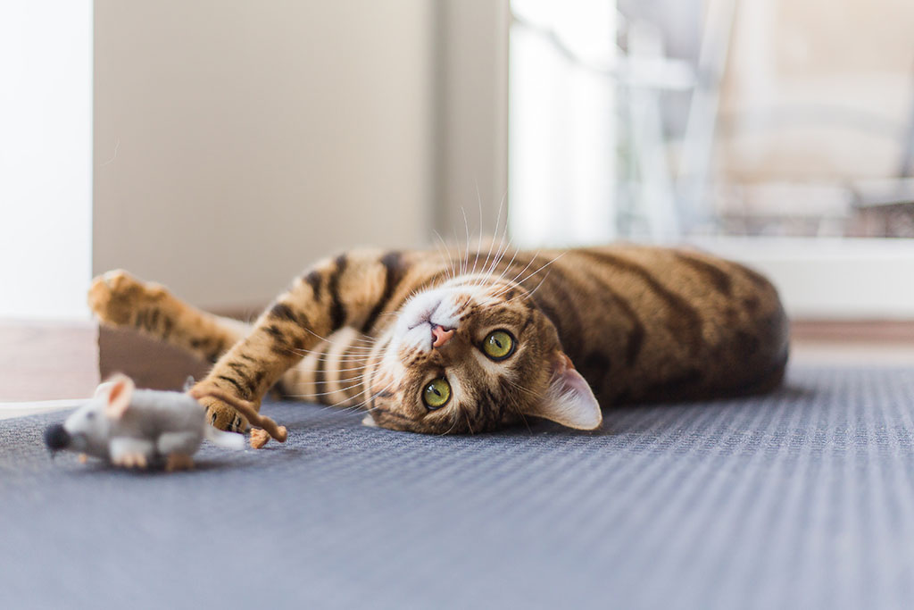 Bengal Cat Playing With Mouse Toy