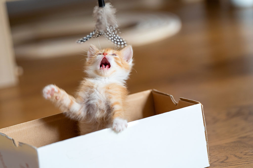Funny Ginger Little Cute Kitten