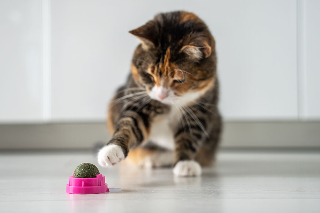 Multicoloured Cat Playing With Ball