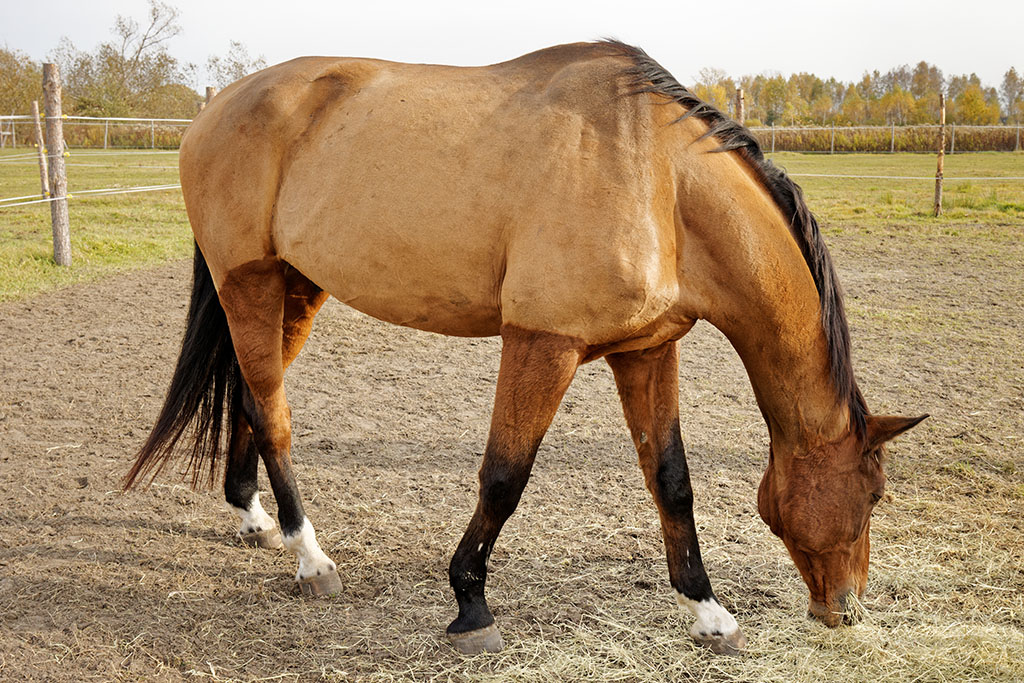 Shaved Horse Clipped Out Coat Fur.