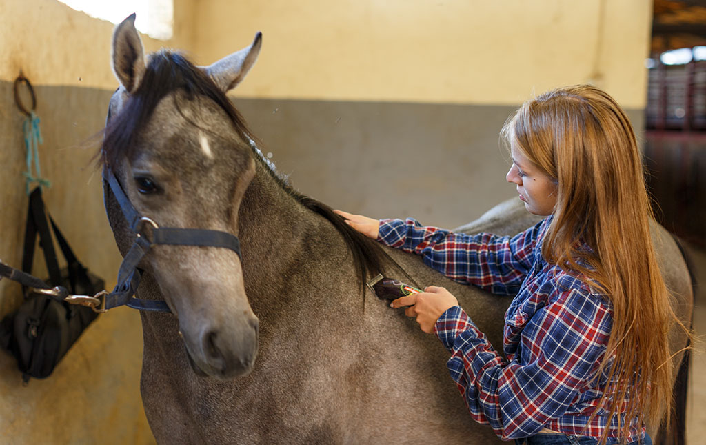 Young Attractive Woman Shearing Grey Horse.