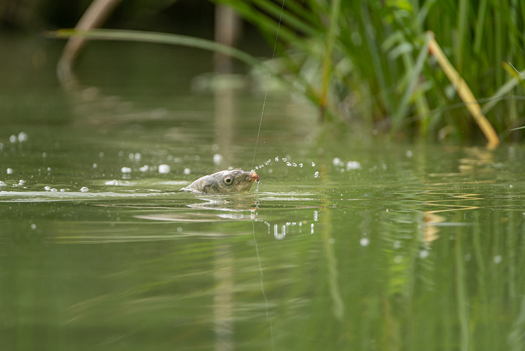 Fresh Water Carp Caught On Fishing Line.