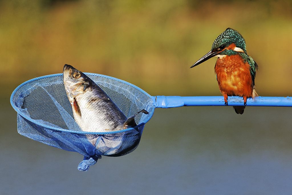 Kingfisher Alcedo Atthis Single Bird.