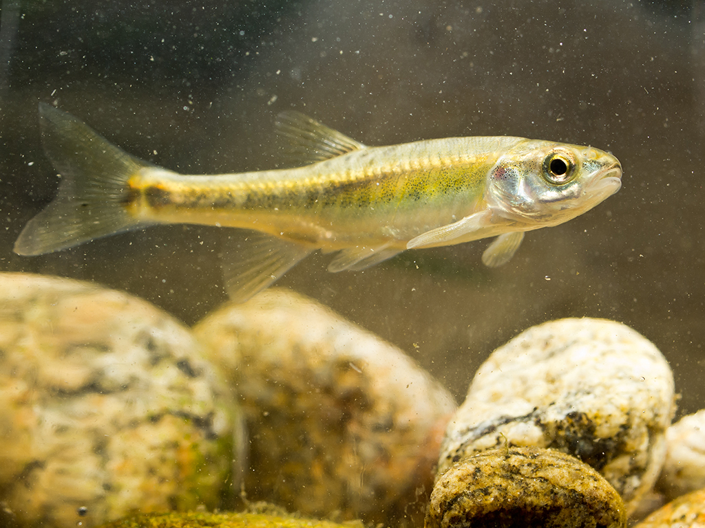Phoxinus Small Fish.