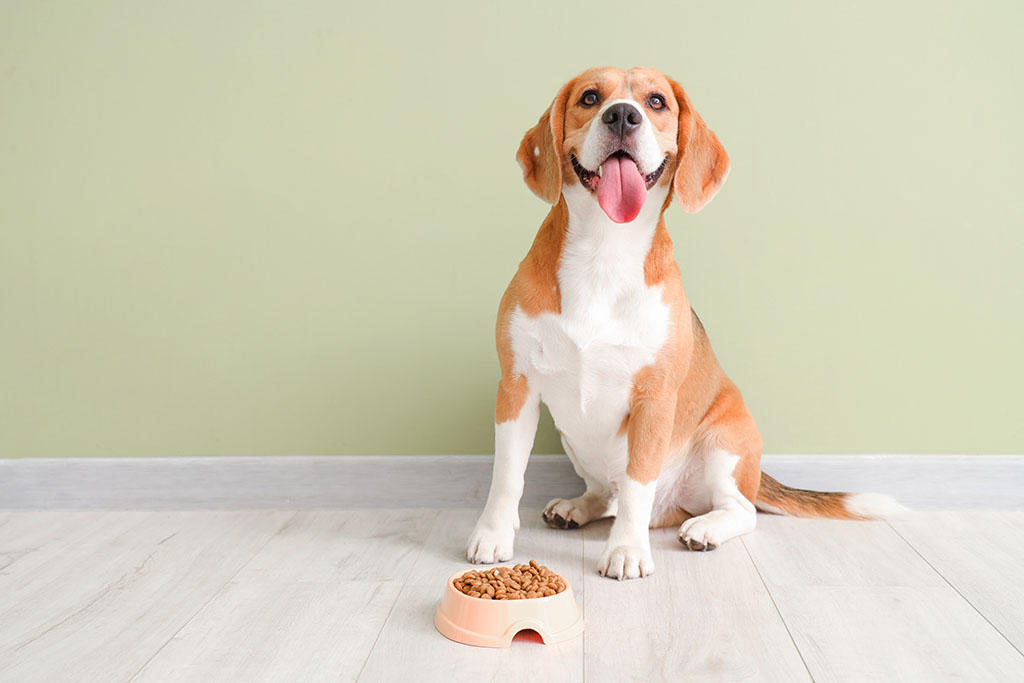 Adorable Beagle Dog Sitting Bowl Dry Food.