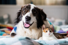 Dog and Cat Relaxing Together
