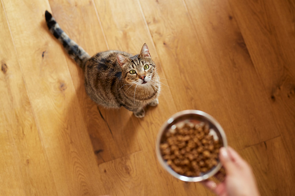 High Angle View Woman Feeding Dry Food To Cat.