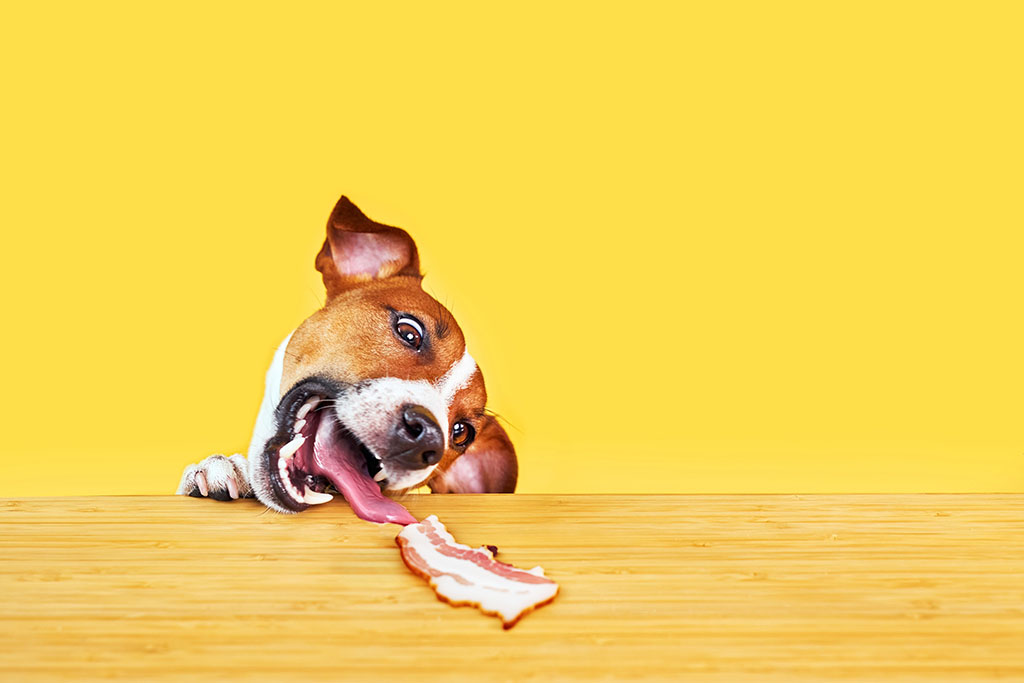 Jack Russell Terrier Dog Eating Bacon.