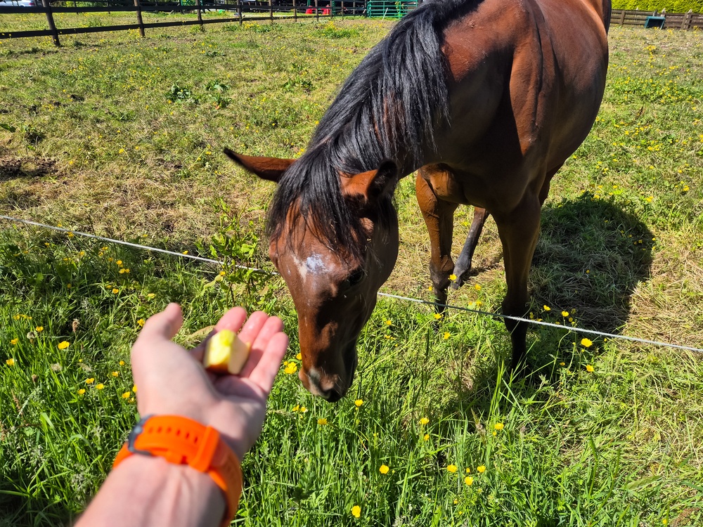 Can Horses Eat Apples Brown Horse Lowers Head Eat Outstretched