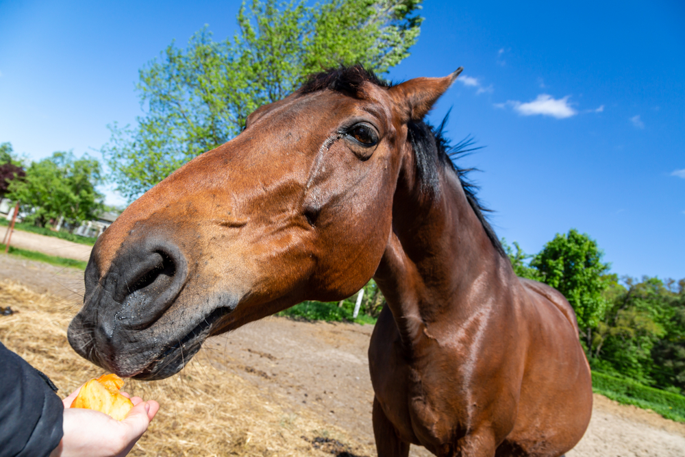 Can Horses Eat Apples Brown Horse Trakehner Fed