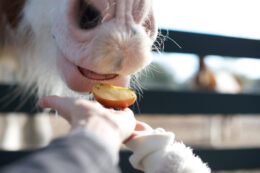 Can Horses Eat Apples Horse Eating Apple Slice