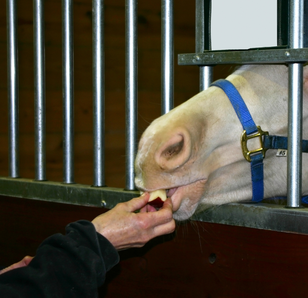 Can Horses Eat Apples Person Handing Apple White Horse