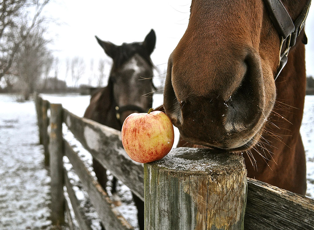 Can horses eat fruit horse curious horses wanting to eat apple