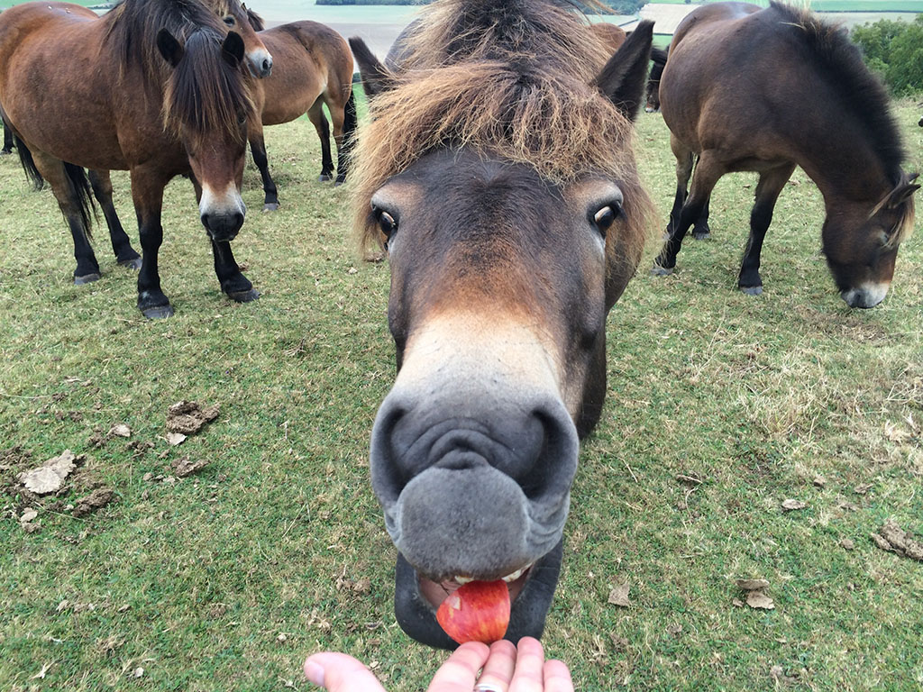 Can horses eat fruit horse eating an apple