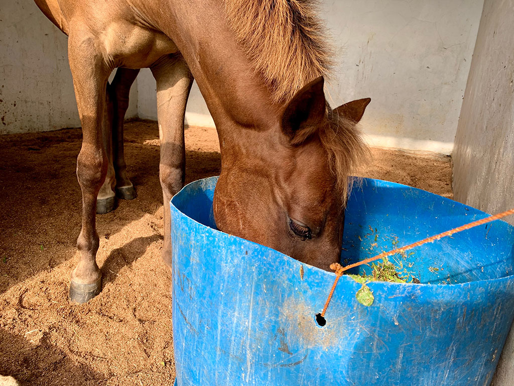 can horses eat bananas brown horse in stable