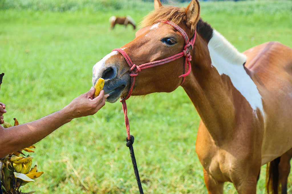 can horses eat bananas horse eating banana