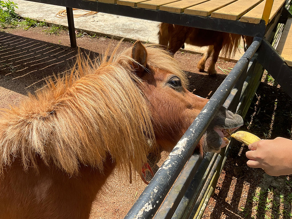 can horses eat bananas miniature horse pony