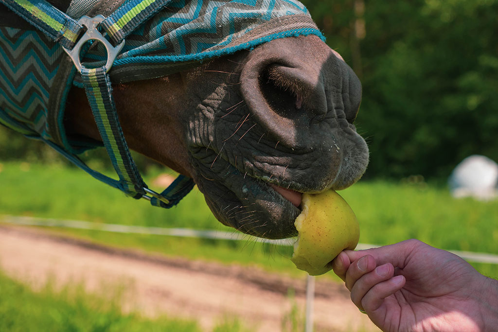 can horses eat fruit feeding a horse fruit as a treat
