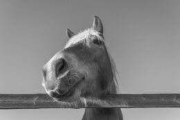 can horses eat grapes Horse Selfie
