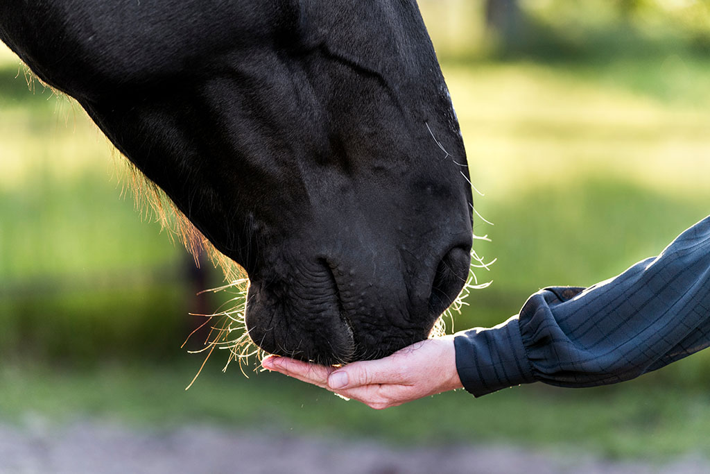 can horses eat grapes pure connection between human horse nose