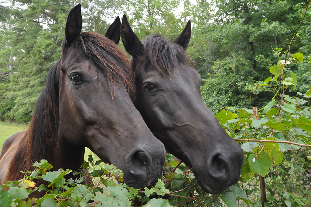 can horses eat grapes two horses peeking through wild grape bushes